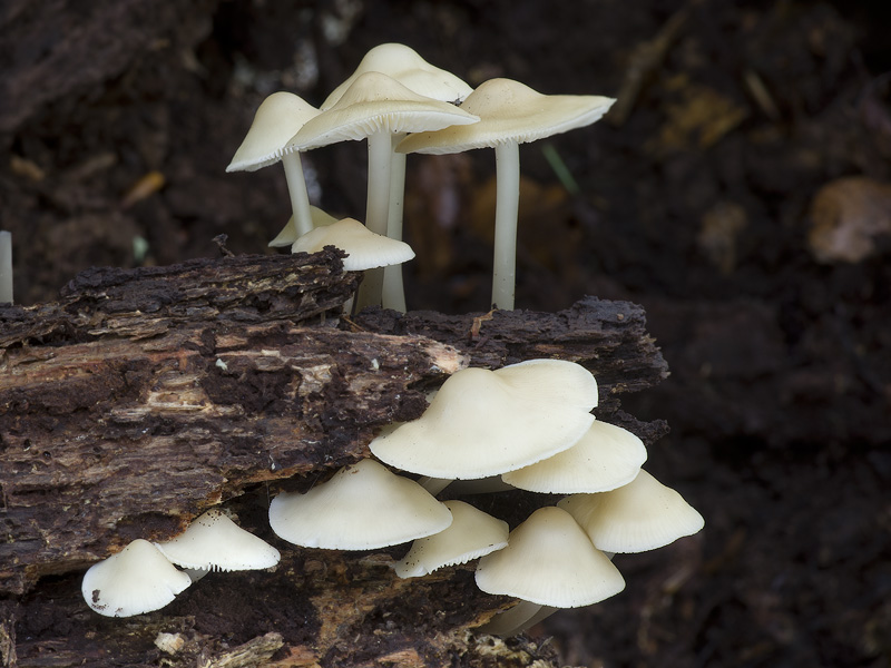 Mycena romagnesiana